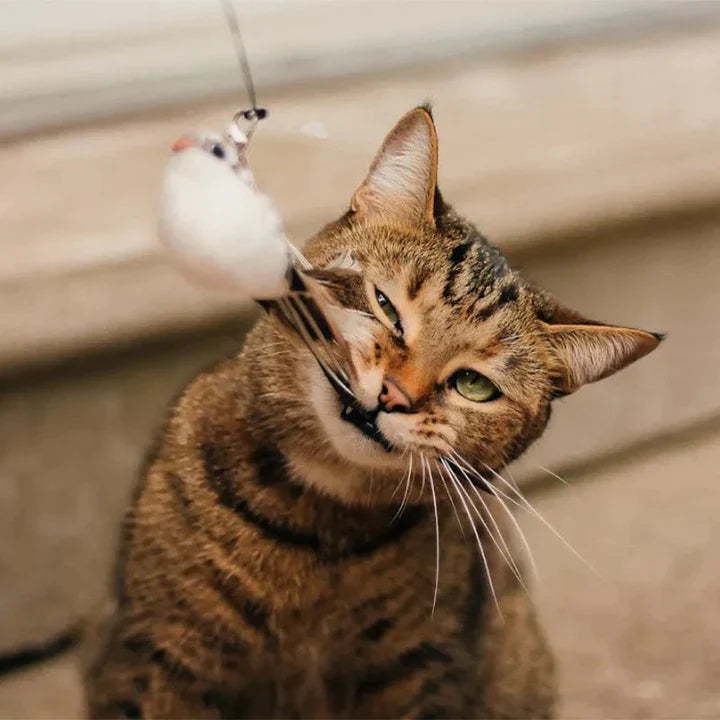 MeowFeather Toy - Interaktives Katzenspielzeug mit Federn [Letzter Tag Rabatt]